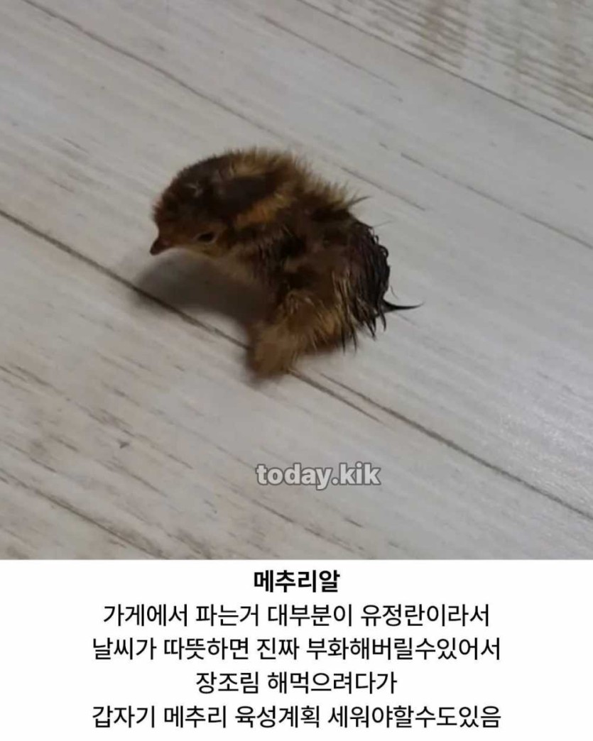 6a3886be3218d.jpeg